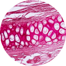 Group of cells