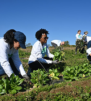 Women planting trees and shrubs during employee community service initiative.